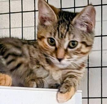 Wendy -  Domestic Short Hair Cat for Adoption in St. Augustine, Florida - Wendy | PetCurious