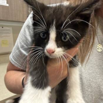 Mav -  Domestic Short Hair Cat for Adoption in Great Falls, Montana - Mav | PetCurious