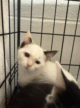 Lucy -  Domestic Short Hair Cat for Adoption in Cincinnati, Ohio - Lucy | PetCurious