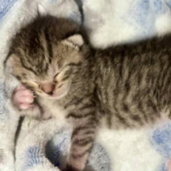Domestic Short Hair Cats Available for Adoption in Westminster, California - Bessie | PetCurious