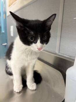 AMY -  Domestic Short Hair Cat for Adoption in Las Vegas, Nevada - AMY | PetCurious