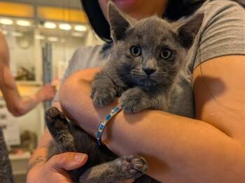 Domestic Short Hair Cats Available for Adoption in Palo Alto, California - GRAHAM | PetCurious