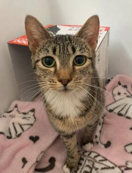 Kara -  Domestic Short Hair Cat for Adoption in Columbia, Tennessee - Kara | PetCurious