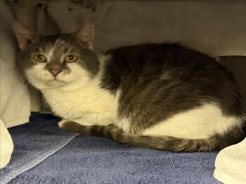 Domestic Short Hair Cats Available for Adoption in Derwood, Maryland - CACHETES | PetCurious