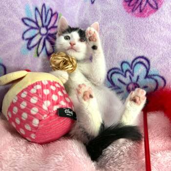 Gwynn -  Turkish Van Cat for Adoption in Tavares, Florida - Gwynn | PetCurious