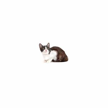 Mr. Fox -  Domestic Short Hair Cat for Adoption in Los Angeles, California - Mr. Fox | PetCurious