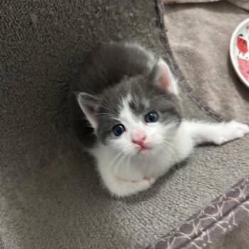 Evelina -  Domestic Short Hair Cat for Adoption - Evelina | PetCurious