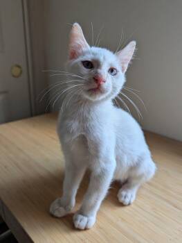 Snow -  Domestic Short Hair Cat for Adoption in Chandler, Arizona - Snow | PetCurious