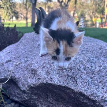 Domestic Short Hair and Extra Toes Cat Hemingway Polydactyl Cats Available for Adoption - Zuzu C10797 | PetCurious