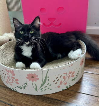 Rescue Domestic Medium Hair Cats for Adoption in Alexandria, Virginia - CS- THEA (In Foster) Bonded W/STASH | PetCurious