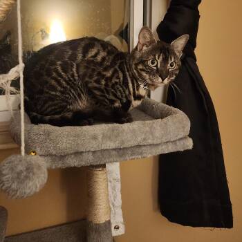 Bengal Cats Available for Adoption in Pickering, Ontario - Scar | PetCurious