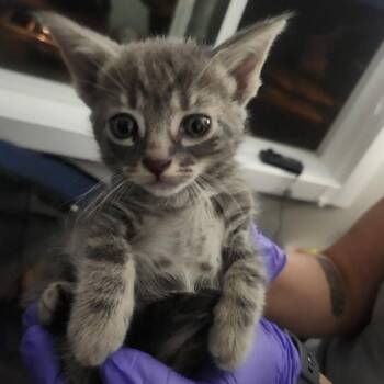 Han -  Domestic Short Hair Cat for Adoption in Talent, Oregon - Han | PetCurious
