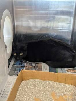Domestic Short Hair Cats Available for Adoption in Brunswick, Georgia - JACKELINE | PetCurious