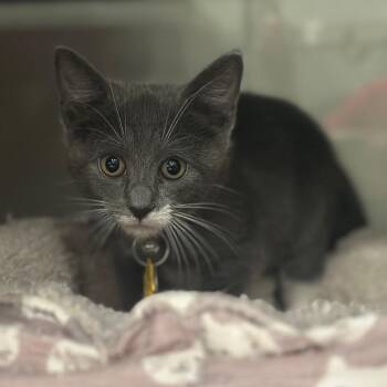 CO0497 Jarrahdale -  Domestic Short Hair Cat for Adoption in Port Washington, New York - CO0497 Jarrahdale | PetCurious