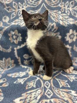 Kahlua -  Domestic Short Hair Cat for Adoption in Vacaville, California - Kahlua | PetCurious
