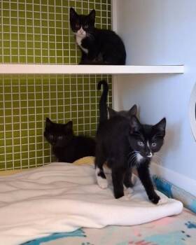 St. Gertrude of Nivelles -  Domestic Short Hair Cat for Adoption in Hobart, Indiana - St. Gertrude Of Nivelles | PetCurious