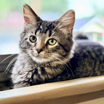 Buster -  Domestic Medium Hair Cat for Adoption in South Bend, Indiana - Buster | PetCurious