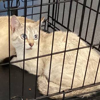 WJ Feral 2 -  Domestic Short Hair and Siamese Cat for Adoption in Montgomery, Alabama - WJ Feral 2 | PetCurious