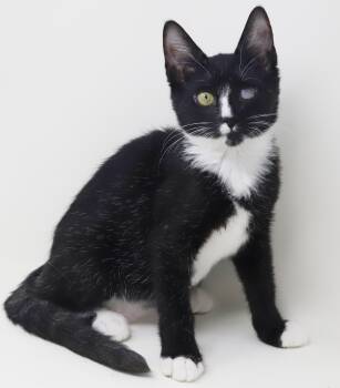 Rocko is RIDICULOUSLY sweet - funky eye makes him cooler - THERA -  Tuxedo and Turkish Van Cat for Adoption in Bedford Hills, New York - Rocko Is RIDICULOUSLY Sweet - Funky Eye Makes Him Cooler - THERA | PetCurious
