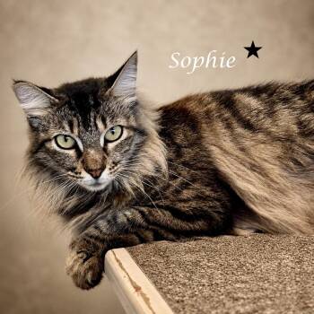 Sweet SOPHIE -  Tabby Cat for Adoption in Monrovia, California - Sweet SOPHIE | PetCurious