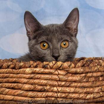 Starlight -  Domestic Short Hair Cat for Adoption in Emerald Isle, North Carolina - Starlight | PetCurious