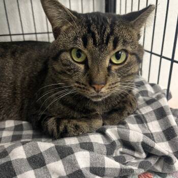Finn -  Domestic Short Hair Cat for Adoption - Finn | PetCurious