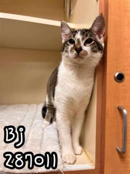 Rescue Domestic Short Hair Cats for Adoption in Macon, Georgia - BJ | PetCurious