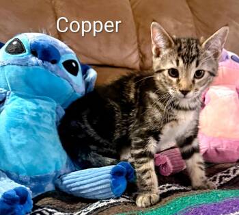 Domestic Short Hair Cats Available for Adoption in Binghamton, New York - Copper | PetCurious