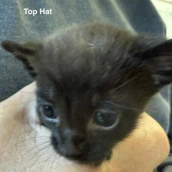 Top Hat -  Domestic Short Hair Cat for Adoption in Lakewood, Colorado - Top Hat | PetCurious