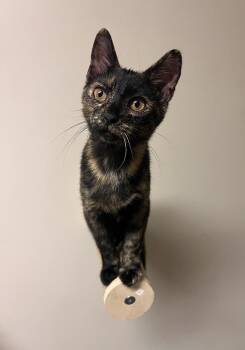 Mal -  Tortoiseshell Cat for Adoption - Mal | PetCurious