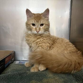 Domestic Long Hair and Tabby Cats Available for Adoption in Omaha, Nebraska - Sullivan | PetCurious