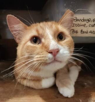 Morris -  Domestic Short Hair Cat for Adoption in Wheaton, Illinois - Morris | PetCurious