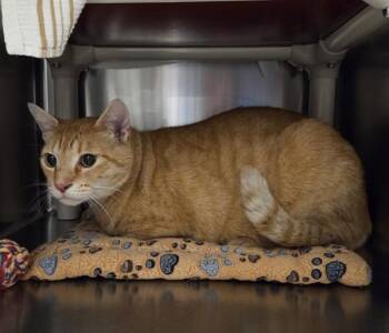 Art House Film -  Domestic Short Hair Cat for Adoption in Vancouver, Washington - Art House Film | PetCurious