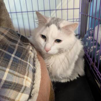 Tumbleweed -  Domestic Long Hair Cat for Adoption in Saugerties, New York - Tumbleweed | PetCurious