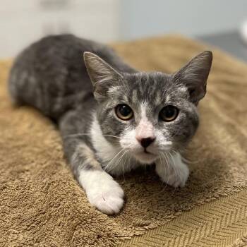 Storm -  Domestic Short Hair Cat for Adoption in Riverside, California - Storm | PetCurious