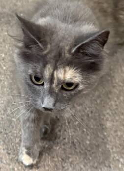 Prada -  Domestic Medium Hair Cat for Adoption in Sault Ste. Marie, Michigan - Prada | PetCurious