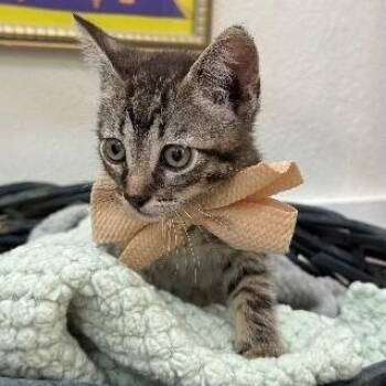 Thistle Garden -  Tabby and Domestic Short Hair Cat for Adoption in Friendswood, Texas - Thistle Garden | PetCurious