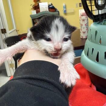 Hunter -  Domestic Short Hair Cat for Adoption in Enfield, New Hampshire - Hunter | PetCurious