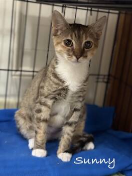 Sunny -  Domestic Short Hair Cat for Adoption in Pawleys Island, South Carolina - Sunny | PetCurious