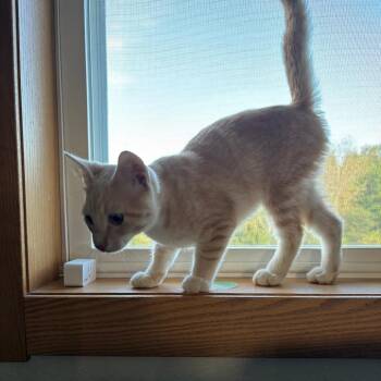 Tommy -  Domestic Short Hair Cat for Adoption in Rochester, Minnesota - Tommy | PetCurious