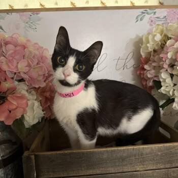 American Shorthair Cats Available for Adoption - Pookie (Gary) | PetCurious