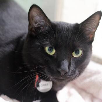 Oree -  Domestic Short Hair Cat for Adoption in Hot Springs, Arkansas - Oree | PetCurious