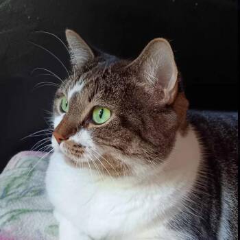 Minnie - Bonded With Misty! -  American Shorthair Cat Available for Adoption in Bristol, Indiana - Minnie - Bonded With Misty! | PetCurious