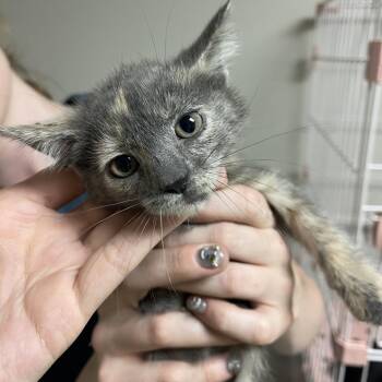 Cub -  Domestic Short Hair Cat for Adoption in Bloomington, Illinois - Cub | PetCurious
