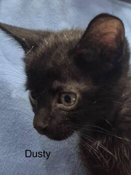Dusty -  Domestic Short Hair Cat for Adoption in The Woodlands, Texas - Dusty | PetCurious