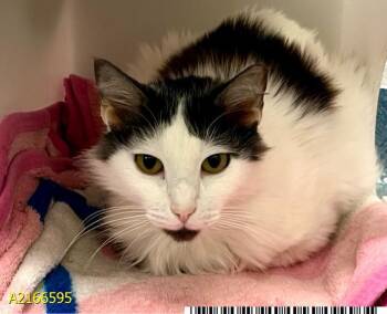 Domestic Short Hair Cats Available for Adoption in West Palm Beach, Florida - MORGAN | PetCurious