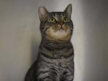 Mount Hood -  Domestic Short Hair Cat for Adoption in Portland, Oregon - Mount Hood | PetCurious