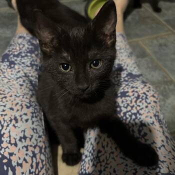 Spock -  Domestic Short Hair Cat for Adoption in Oriental, North Carolina - Spock | PetCurious