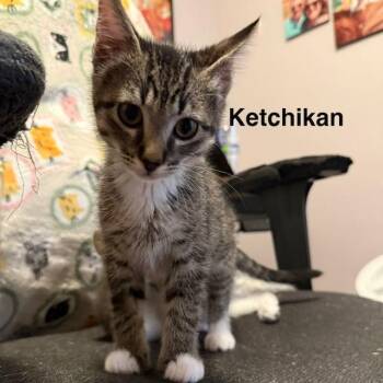 Ketchikan -  Domestic Short Hair Cat for Adoption in Olympia, Washington - Ketchikan | PetCurious