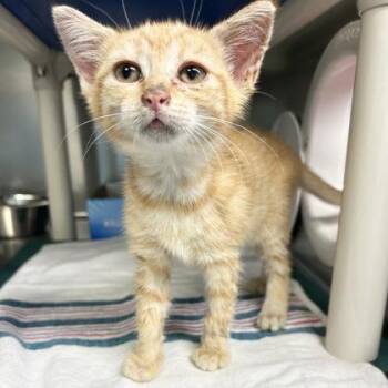 Chanterelle -  Domestic Short Hair Cat for Adoption in Lansing, Michigan - Chanterelle | PetCurious